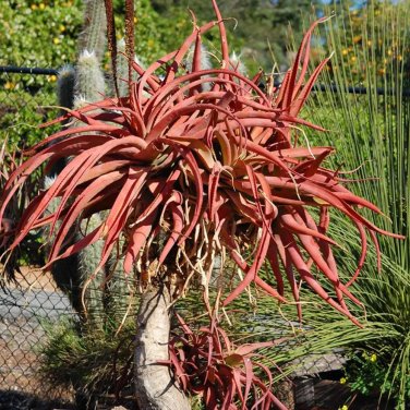 Rare 10 pcs Aloe spicata - Succulent Garden Plants - Seeds