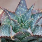 Rare 10 pcs ALOE maculata - Succulent Garden Plants - Seeds