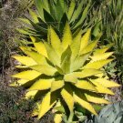 Rare 10 pcs Agave xylonacantha - Succulent Garden Plants - Seeds