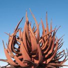 Rare 10 seeds Aloe Gariepensis - Gariep River Aloe - succulent rare agave cactus