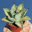 Rare 10 PCS Agave Seemanniana Agave Garden Plants - Seeds