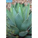Rare 10 PCS Agave Maximiliana Agave Garden Plants - Seeds