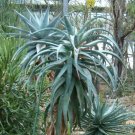 Rare 10 PCS Aloe Africana Garden Plants - Rare Potted Plants Seeds
