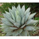 Rare 10 PCS Agave Deserti Garden Plants - Rare Potted Plants Seeds