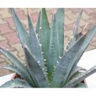 Rare 10 PCS AGAVE Purpusorum Garden Plants - Rare Potted Plants Seeds