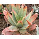 Rare 10 PCS ALOE Buhrii Garden Plants - Rare Potted Plants Seeds