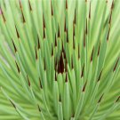 Rare 10 PCS AGAVE Stricta Seeds/Hedgehog Agave-agave Aeeds