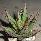 Rare 10 PCS ALOE Broomii Garden Plants - Rare Potted Plants Seeds