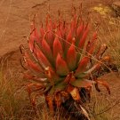 Rare 10 PCS ALOE Pretoriensis Garden Plants - Rare Potted Plants Seeds