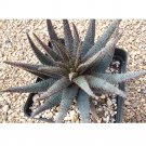Rare 10 PCS ALOE Parvula Garden Plants - Rare Potted Plants Seeds