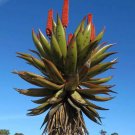 Rare 10 PCS Aloe Turtle Boss Aloe, BITTER ALOE, Red Aloe - Seeds
