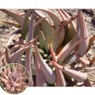 Rare 10 PCS ALOE Hereroensis Succulents Garden Plants - Seeds