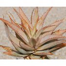 Rare 10 PCS ALOE Glauca Succulents Garden Plants - Seeds