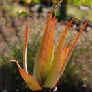 Rare 10 PCS Aloe Elegans Succulents Garden Plants - Seeds