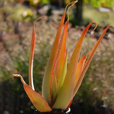 Rare 10 PCS Aloe Elegans Succulents Garden Plants - Seeds