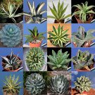 Rare 20 PCS AGAVE Mix Seeds - Century Plant - Many Unique Succulent Plant Species