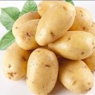 Rare 150 Piece Potato Yukon Gold Flavorful Yellow-Skinned and Yellow-