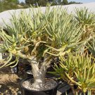 Rare 5 PCS ALOE Ramosissima Seeds Succulent Plant Garden Plants - Rare Seeds