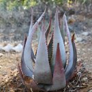 Rare 5 PCS ALOE kaokoensis Seeds Succulent Plant Garden Plants - Rare Seeds