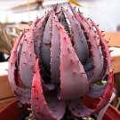 Rare 5 PCS ALOE aculeata v crousiana Succulent Plant Garden Plants - Seeds