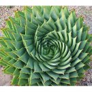 Rare 5 PCS Aloe Polyphylla SEEDS Rare Succulent~ Spiral Aloe~ Succulents Seeds