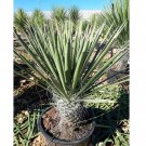Rare 5 PCS Yucca Potosina Garden Potted Plants - Seeds