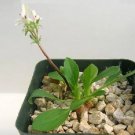 Rare 5 PCS Pelargonium Vinaceum Garden Potted Plants - Seeds