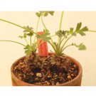 Rare 5 PCS Pelargonium Incrassatum Pink Garden Potted Plants - Seeds