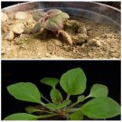 Rare 5 PCS Pelargonium Moniliforme Garden Plants - Seeds