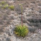 Rare 5 PCS Yucca Reverchonii Garden Plants - Seeds