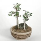 Rare 5 PCS Commiphora Mollis - Potted Plants Burseraceae Seeds