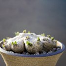 Rare 2 PCS Pachypodium brevicaule subsp. leucoxanthum Potted plants - Rare Seeds