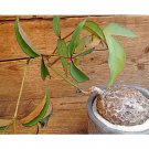 Rare 2 PCS Cyphostemma pachypus Potted plants - Rare Seeds