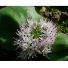 Rare 10 PCS Massonia Echinata Succulent Plants - Seeds