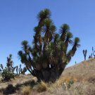 Rare 10 PCS Yucca Periculosa Izote Yucca Garden Plants - Seeds