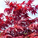 Rare 10 PCS Acer palmatum 'Atropurpureum' Rare Potted Plant Red Maple Leaf Seeds