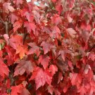 Rare 10 PCS Acer Rubrum Rare Potted Plant Red Maple Leaf Seeds