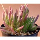 Rare 10 PCS Othonna Carnosa Seeds Rare Potted Plant Succulent