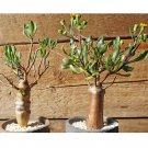 Rare 5 PCS Othonna lobata Seeds Rare Potted Plant