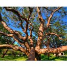 Rare 10 PCSBursera simaruba Seeds Rare Potted Plant