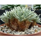 Rare 10 PCS Avonia Quinaria Seeds Rare Potted Plant