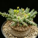 Rare 5 PCS Euphorbia Gorgonis Seeds Rare Root Block Potted Plant