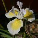 Rare 5 PCS Moraea Serpenting * Beautiful Flowers * 5 Seeds
