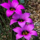 Rare 5 PCS Romulea Tetragona * Beautiful Flowers * 5 Seeds