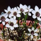 Rare 5 PCS Geiss. tulbaghensis Seeds Beautiful Flowers