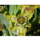 Rare 5 PCS Ferraria Variabilis Seeds Iridaceae Pretty Flowers