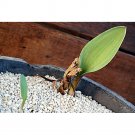 Rare 5 PCS Eriospermum lanceifolium Rare Root Block Mist Ice Jade Seed