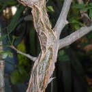 Rare 2 PCS Commiphora Habessinica Seeds Burseraceae Plant