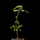 Rare 2 PCS Commiphora oblongifolia Seeds Burseraceae Plant