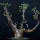 Rare 2 PCS Commiphora Pteleifolia Seeds Burseraceae Plant